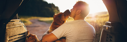 Die häufigsten Reisekrankheiten beim Hund – und wie du vorbeugen kannst