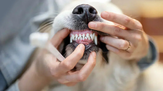 Hundebesitzer untersucht das Hundegebiss und Zahnfleisch auf Anzeichen von Zahnproblemen.