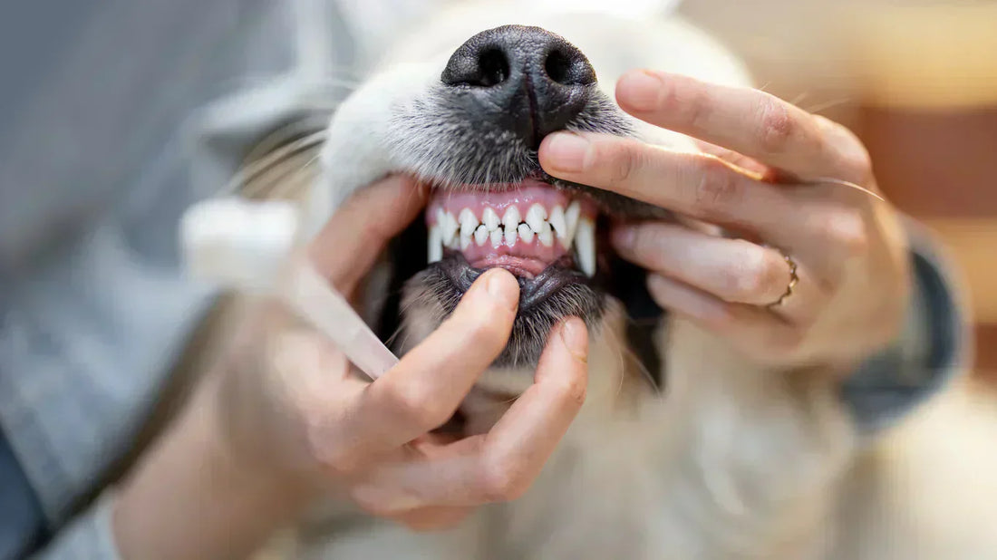 Hundebesitzer untersucht das Hundegebiss und Zahnfleisch auf Anzeichen von Zahnproblemen.