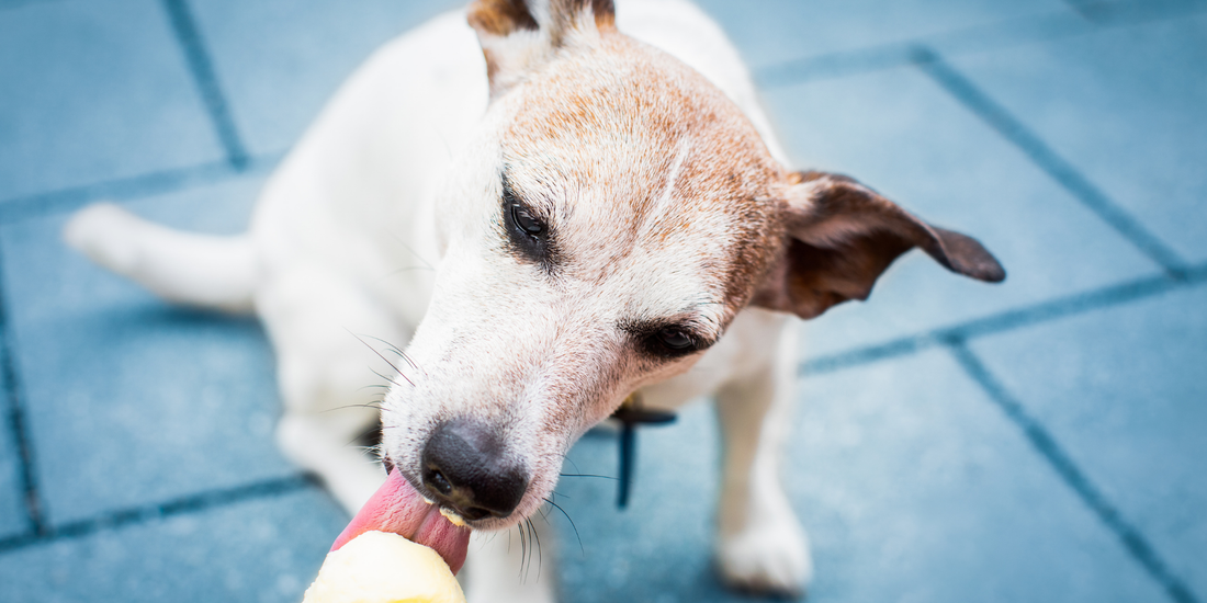Hund genießt selbstgemachtes Hundeeis mit Beeren und Kefir