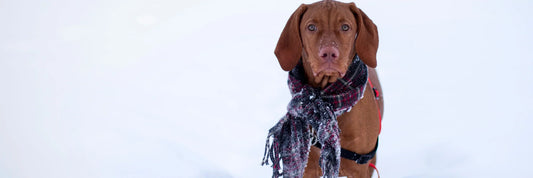 Tipps, um Unterkühlung beim Hund zu vermeiden