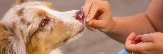 Wie unsere Snacks unterstützend eingesetzt werden können, um Entgiftungsprozesse zu fördern