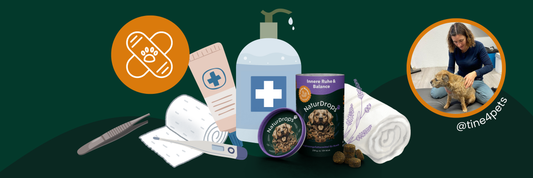 Notfallset für deinen Hund – Was darf auf keinen Fall fehlen?