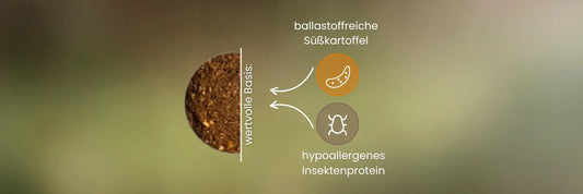 Süßkartoffel & Insektenprotein – die Power-Zutaten für funktionale Hundesnacks