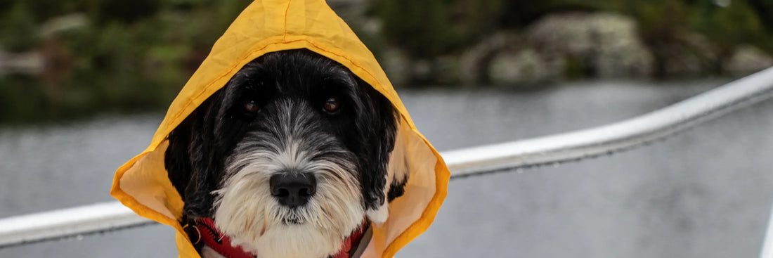 Viele Hunde reagieren empfindlich auf wechselhaftes Wetter (Wind, Regen, Temperatur). Was dagegen helfen kann!