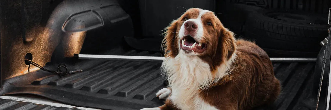 Stress beim Hund: So erkennst du ihn frühzeitig