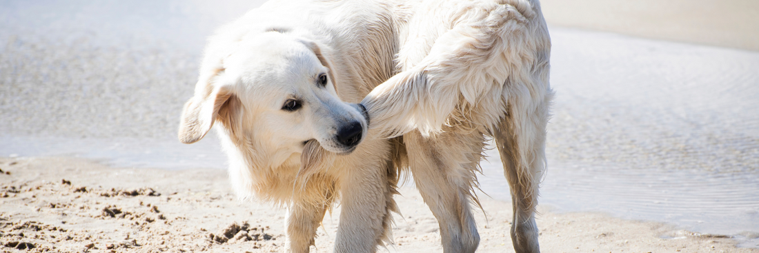 Die Wasserrute beim Hund – was steckt dahinter?