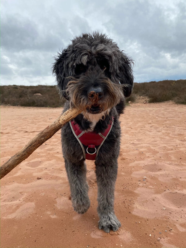 Goldendoodle mit Baumstamm im Maul als Kundenrezensionsbild