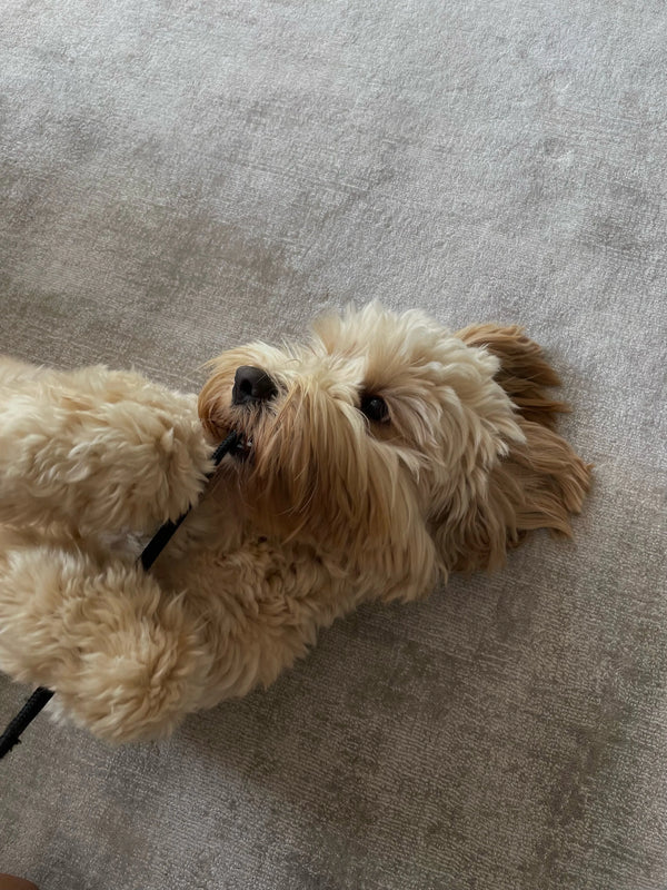 Cockerpoo Hund mit Schnur im Maul als Bild fuer Kundenrezension