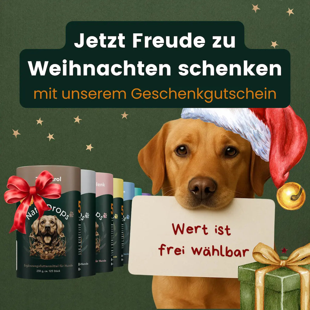 Gutschein: Das perfekte Geschenk für Hunde