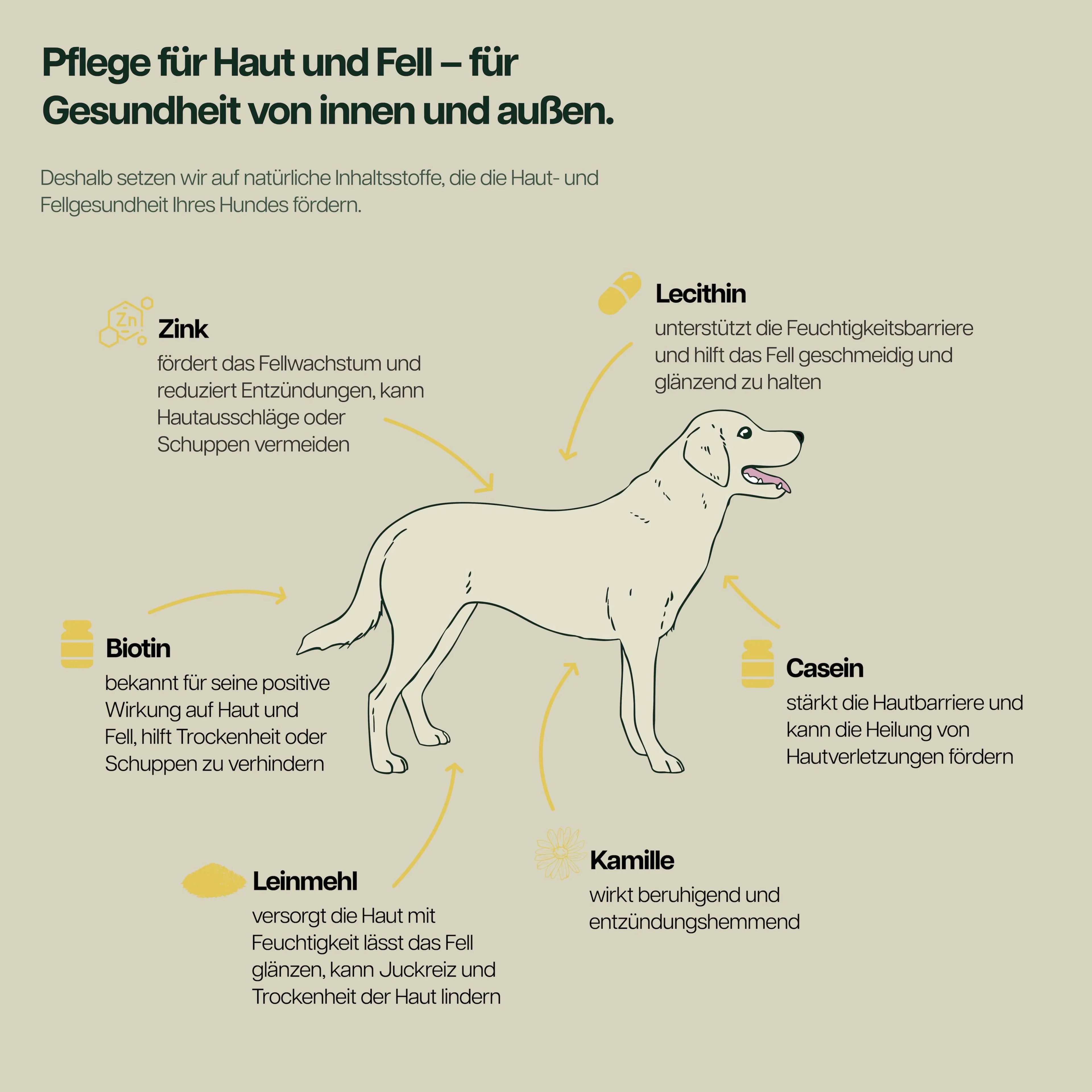Infografik mit Hund und Inhaltsstoffen wie Zink, Lecithin, Casein, Kamille, Biotin und Leinmehl zur Unterstuetzung von gesunder Haut und glaenzendem Fell bei Hunden.
