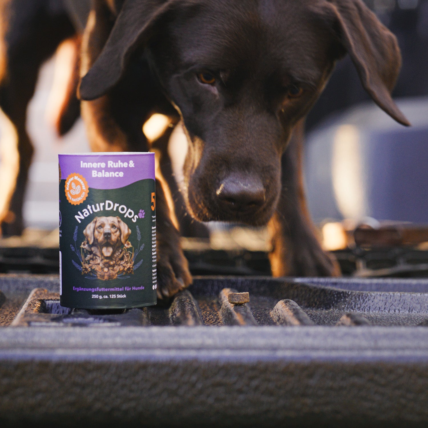 Hund schaut neugierig auf Leckerli, neben ihm Innere Ruhe Balance Produkt auf Pickup Anhaenger