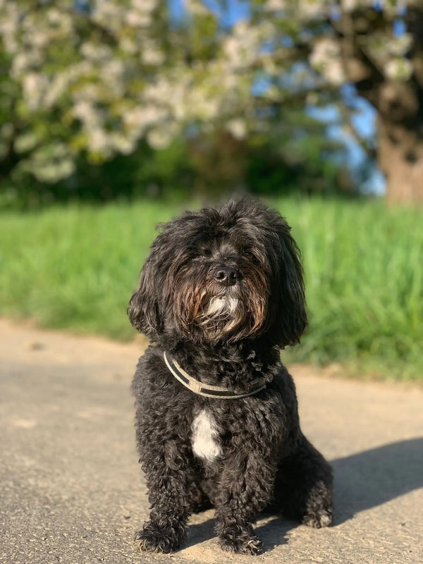 Kundenrezension mit Bolonka Zwetna auf dem Bild