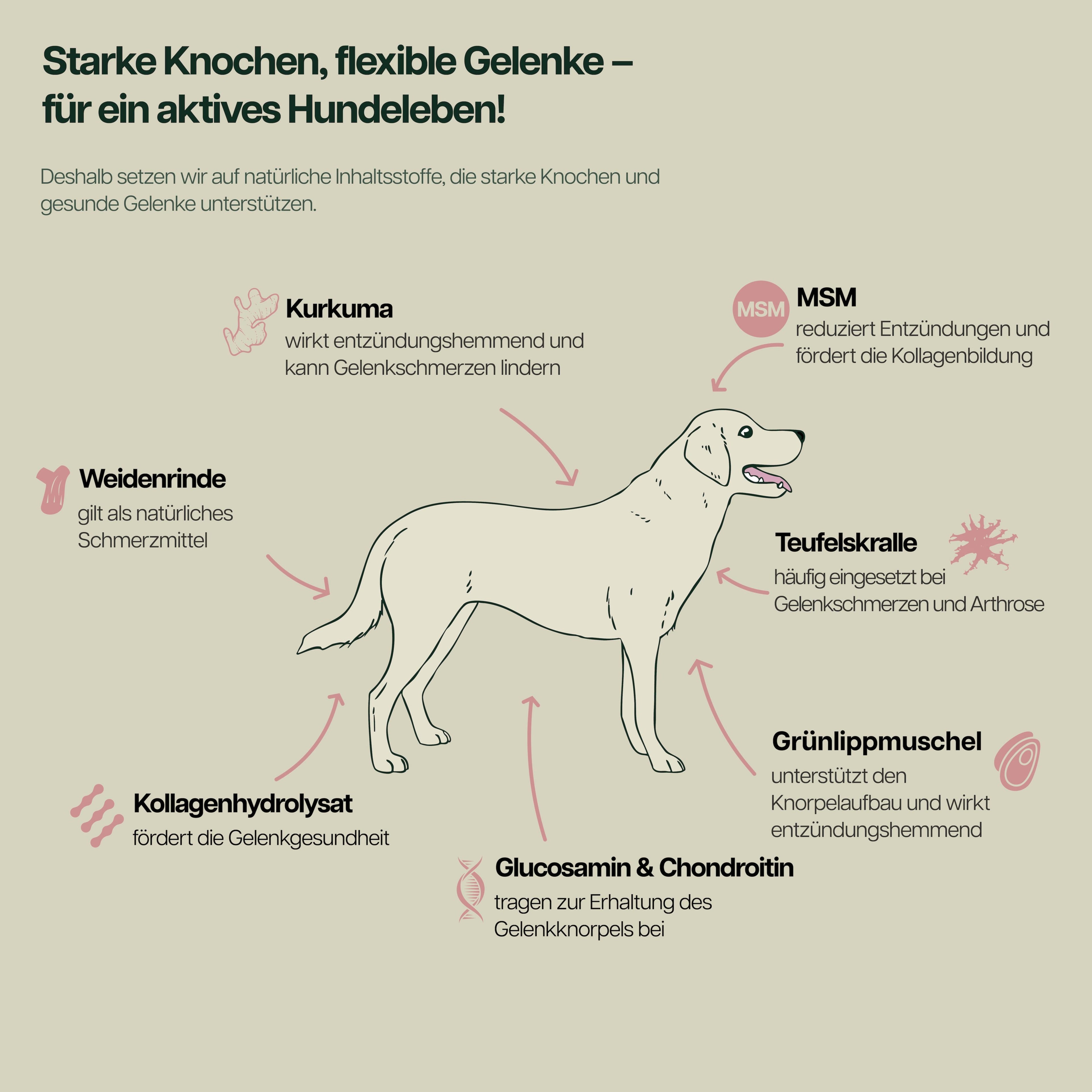 Infografik mit Hund und natuerlichen Inhaltsstoffen wie Kurkuma, MSM, Teufelskralle, Gruenlippmuschel, Glucosamin, Chondroitin, Kollagenhydrolysat und Weidenrinde zur Staerkung von Knochen und Gelenken bei Hunden.