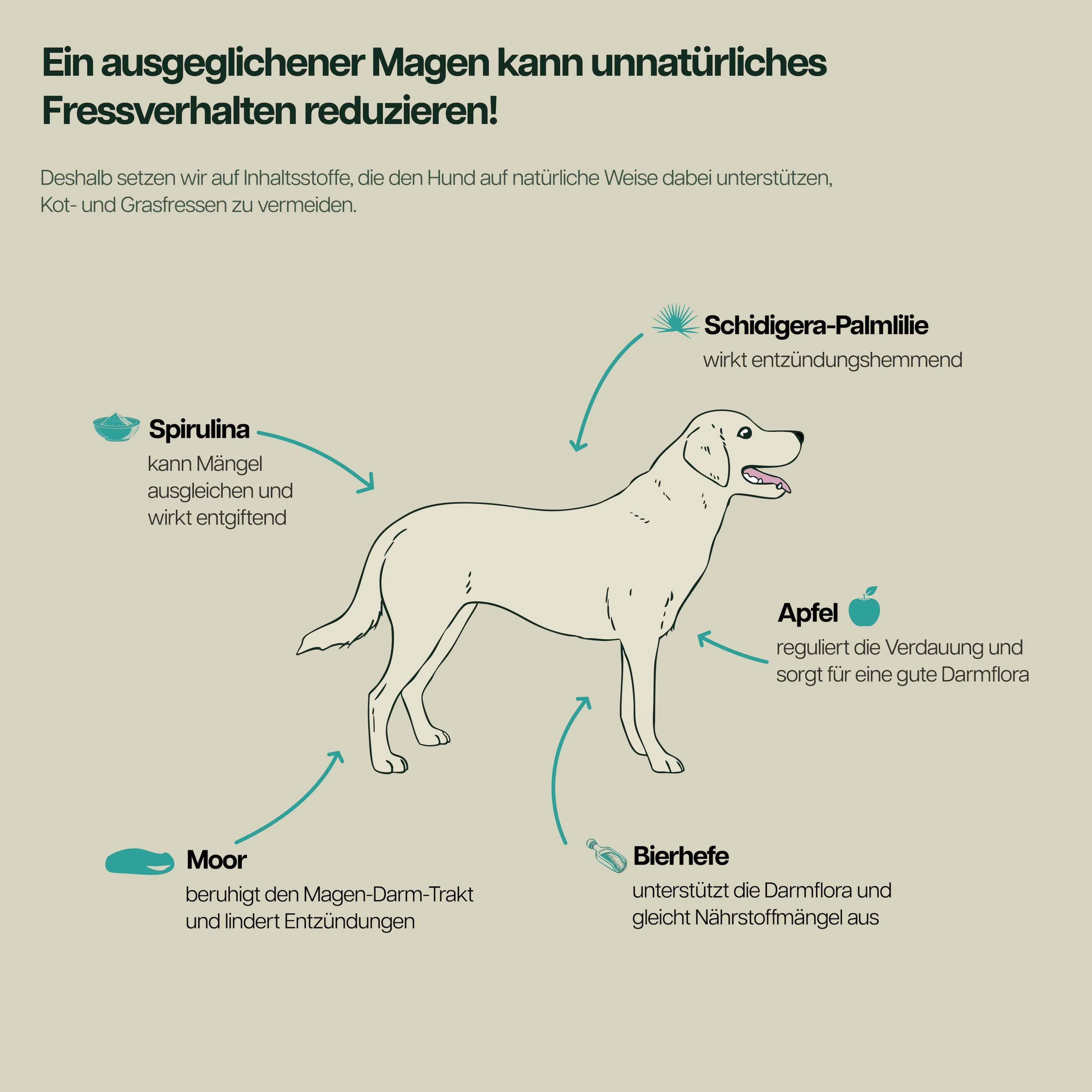 Infografik mit Hund und Inhaltsstoffen wie Schidigera-Palmlilie, Apfel, Bierhefe, Moor und Spirulina zur Foerderung der Verdauung und zur Reduzierung von unnatuerlichem Fressverhalten bei Hunden.