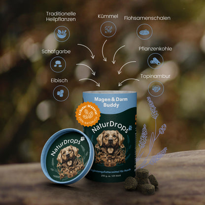 Produktabbildung von NaturDrops Magen & Darm Buddy – geöffnete Dose mit Hundemotiv, daneben dunkelgrüne Drops. Grafische Darstellung der Inhaltsstoffe: traditionelle Heilpflanzen, Schafgarbe, Eibisch, Kümmel, Flohsamenschalen, Pflanzenkohle und Topinambur. Naturhintergrund mit Kräuterillustrationen.