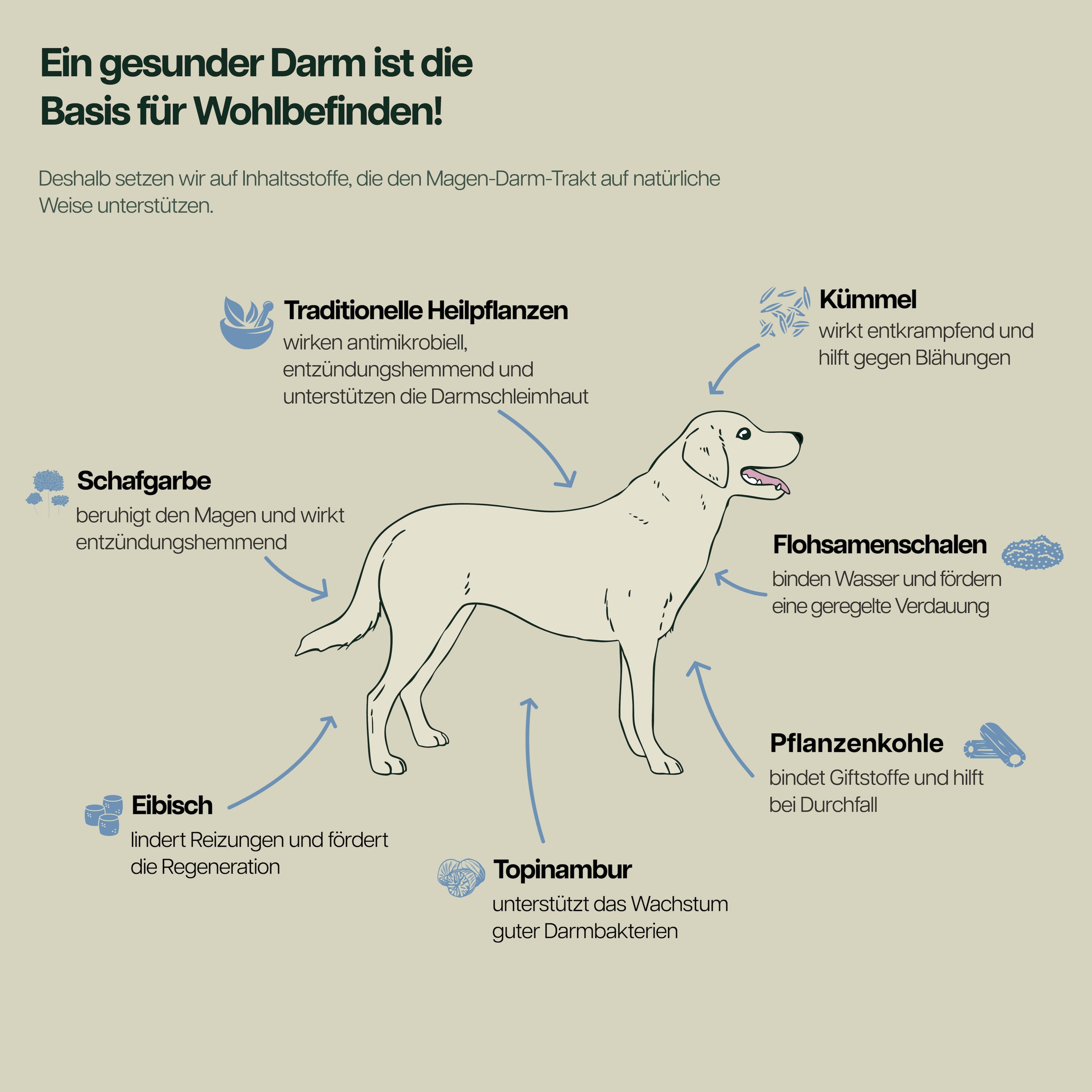 Infografik mit Hund und Zutaten wie Traditionelle Heilpflanzen, Kue mmel, Flohsamenschalen, Pflanzenkohle, Topinambur, Eibisch und Schafgarbe zur Unterstuetzung von Magen-Darm und der Verdauung von Hunden.