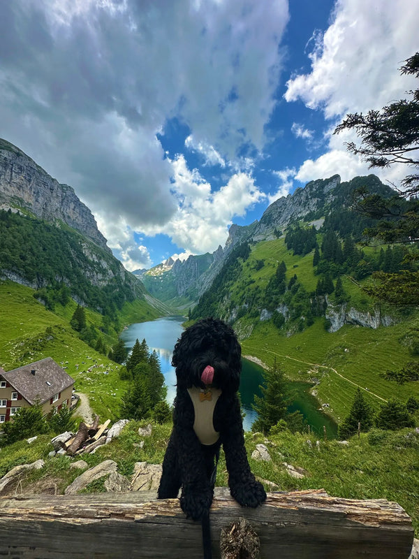 Cockerpoo Hund sitzt auf einer Bank mit traumhafter Berglandschaft im Hintergrund