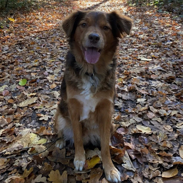 Mischlingshund auf einem Laubweg in herbstlicher Umgebung