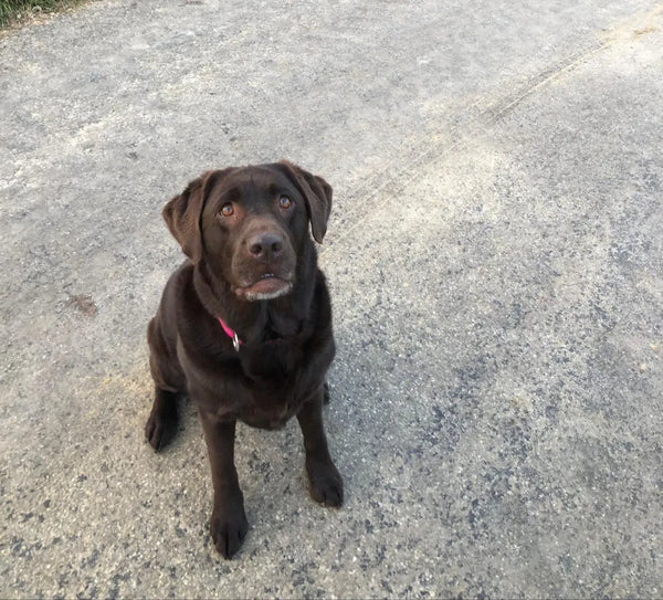Labrador Hund schaut laechelnd in die Kamera