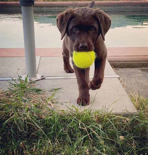 Kundenrezension mit Hund und Tennisball im Maul