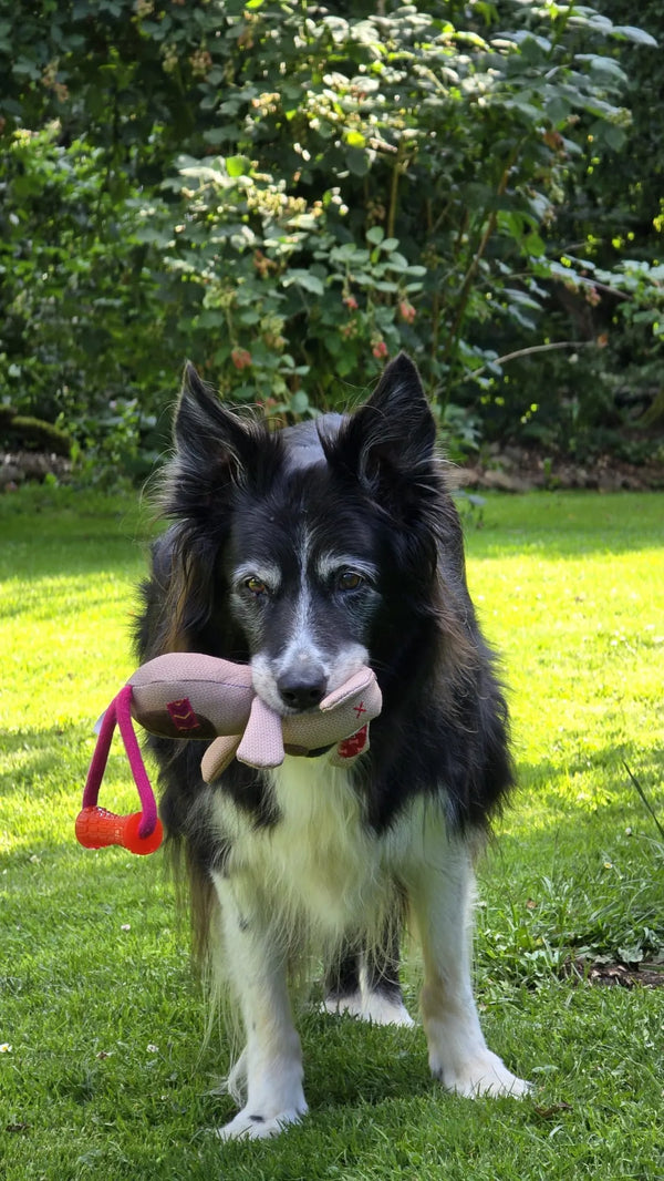 Zufriedener Hund mit neuem Spielzeug aus der Kundenrezension