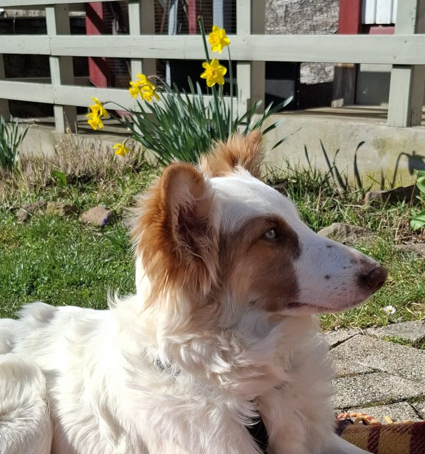 Hund sitzt ruhig und schaut in die Kamera – Kundenfoto