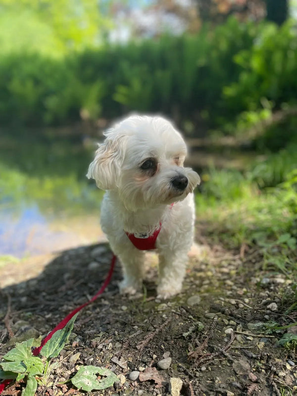 Weisser Hund in der Natur – Kundenrezension