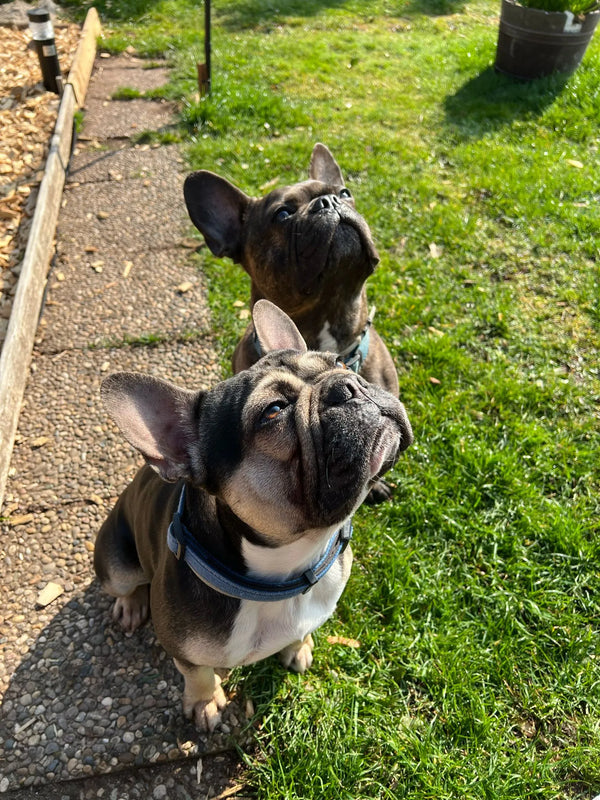 Zwei neugierige Hunde schauen gemeinsam nach oben – Kundenfoto