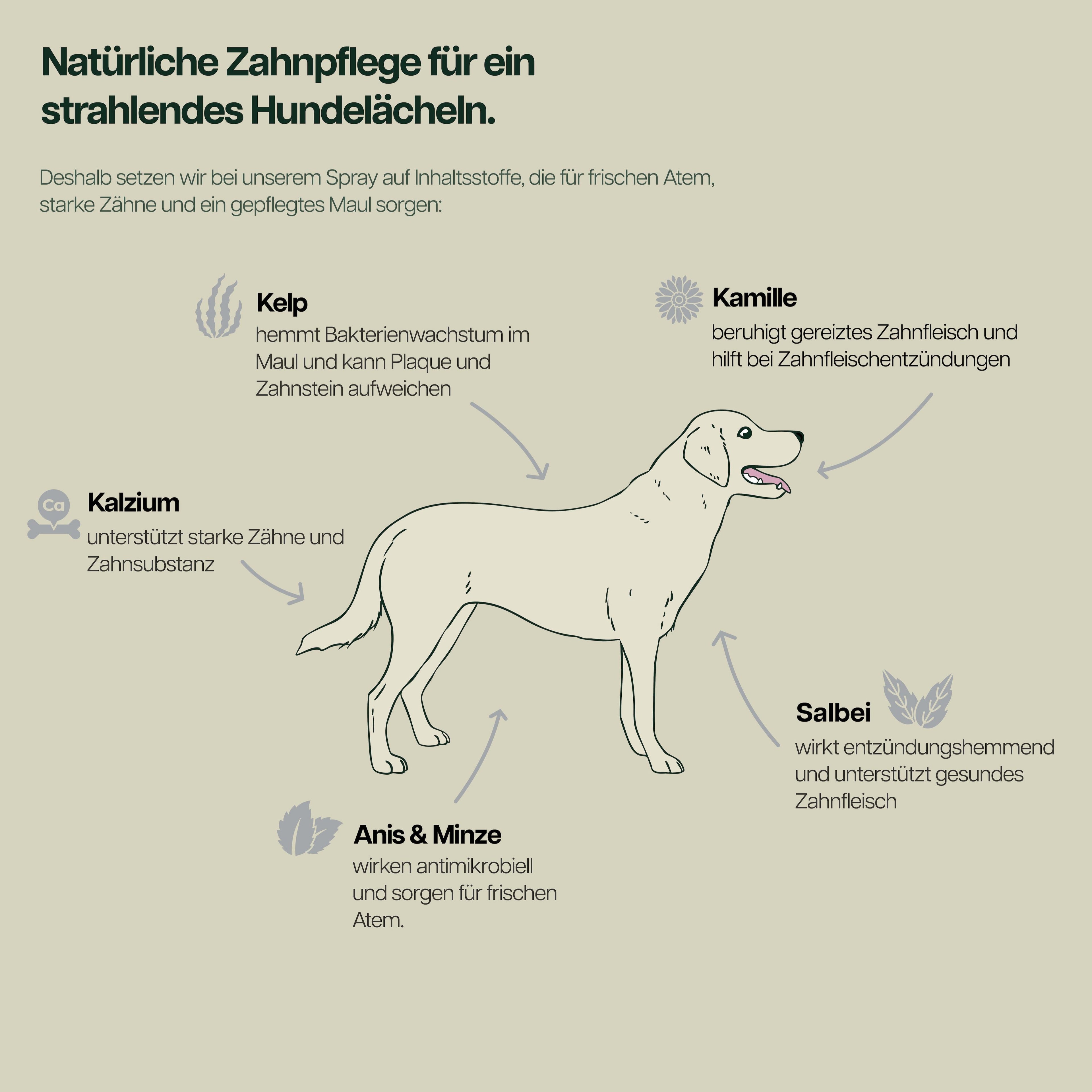 Infografik mit Hund und natuerlichen Stoffen wie Kelp, Kamille, Kalzium, Salbei, Anis und Minze zur Zahnfleischpflege und zur Foerderung von Zahngesundheit durch Spray bei Hunden.