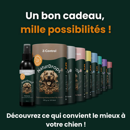 Bon cadeau : le cadeau parfait pour les chiens