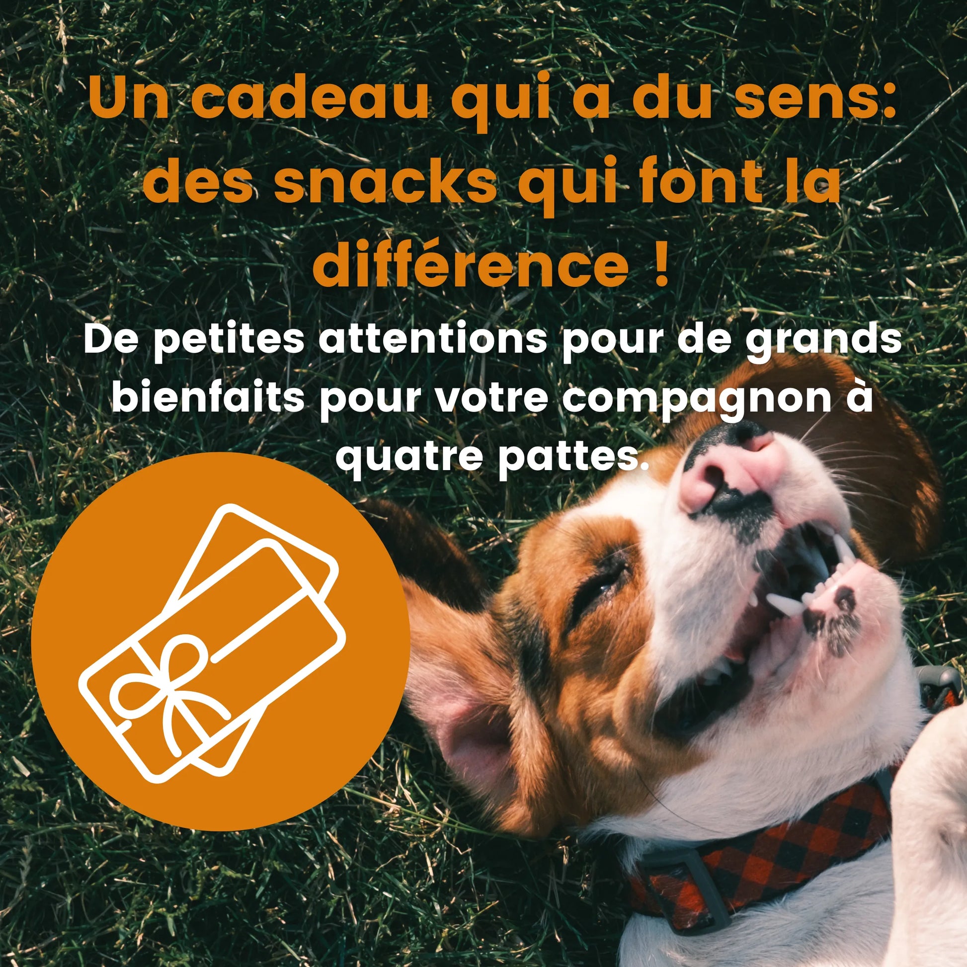 Bon cadeau : le cadeau parfait pour les chiens