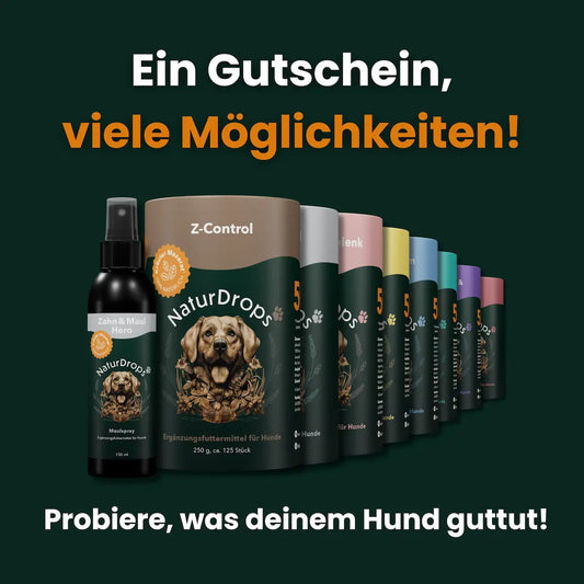 Ein Gutschein mit vielen Moeglichkeiten und dem Hinweis zu probieren was dem Hund guttut