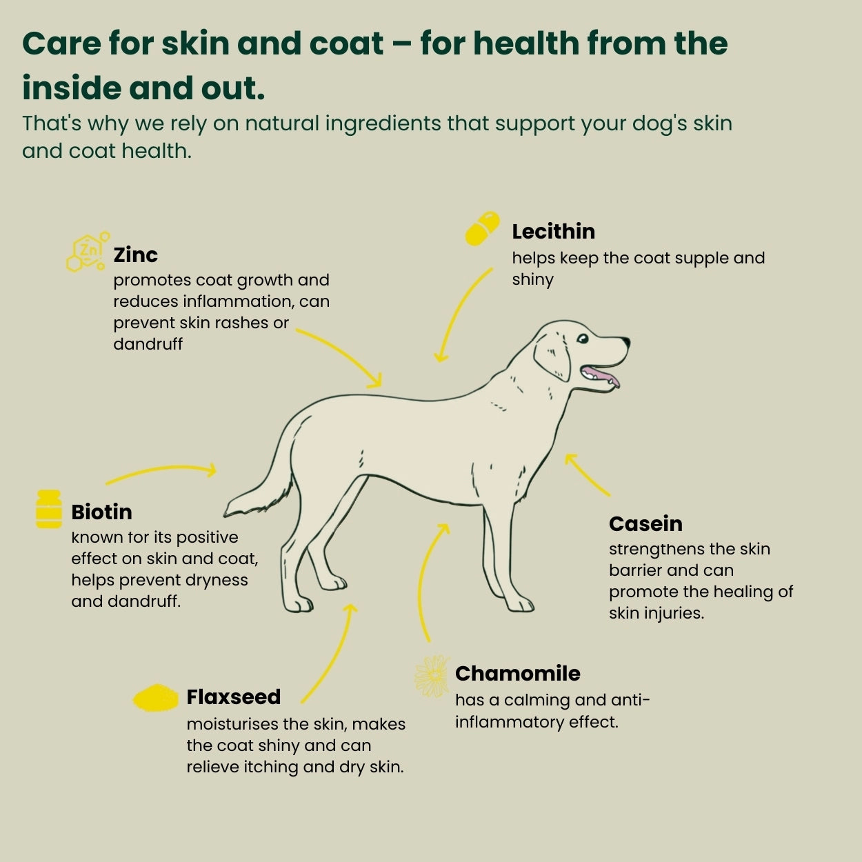 illustration of a dog with ingredients that help skin and coat health
