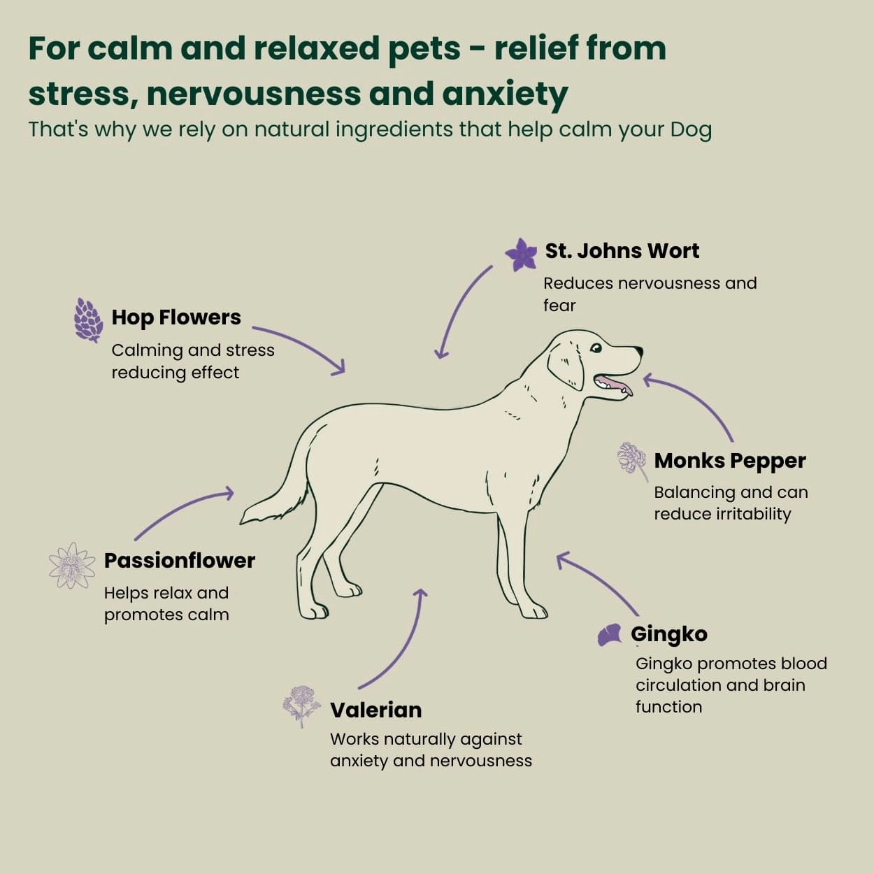 illustration of a dog with ingredients that are relaxing 