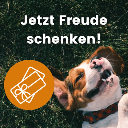 Hund in der Wiese mit dem Hinweis jetzt Freude schenken