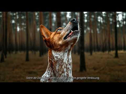 Kot & Gras Control – Reduziert unnatürliches Fressverhalten