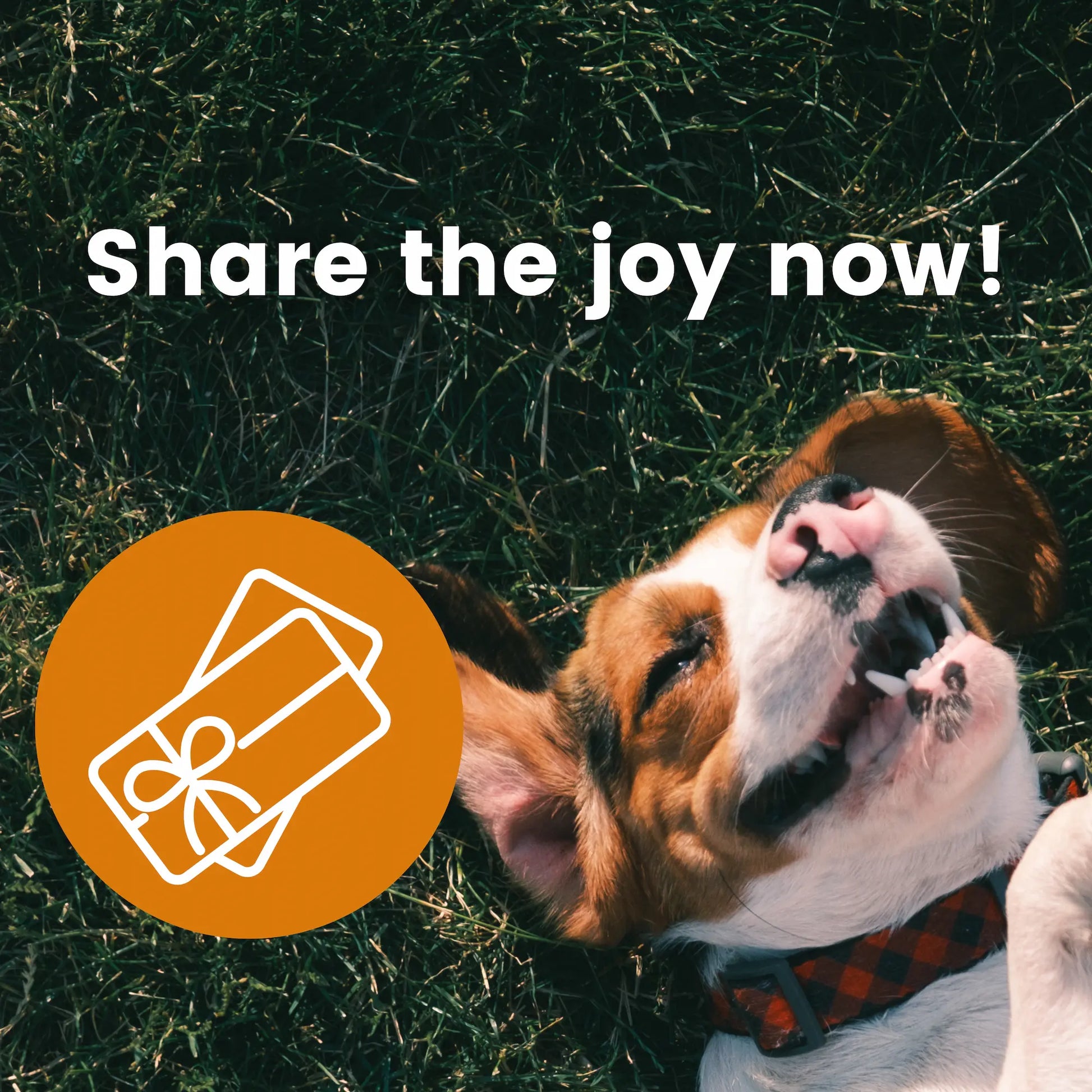 Gift voucher: The perfect gift for dogs