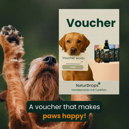 Gift voucher: The perfect gift for dogs