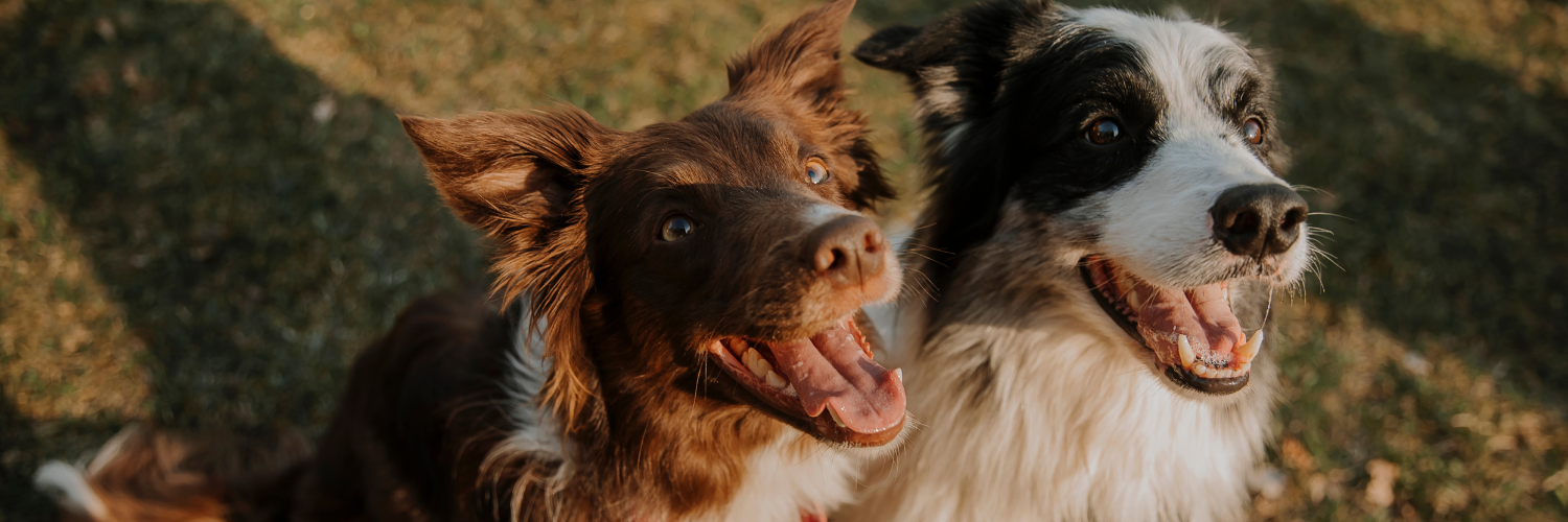 Weißer Hund mit schwarzen Flecken und brauner Hund schauen fröhlich in die Kamera