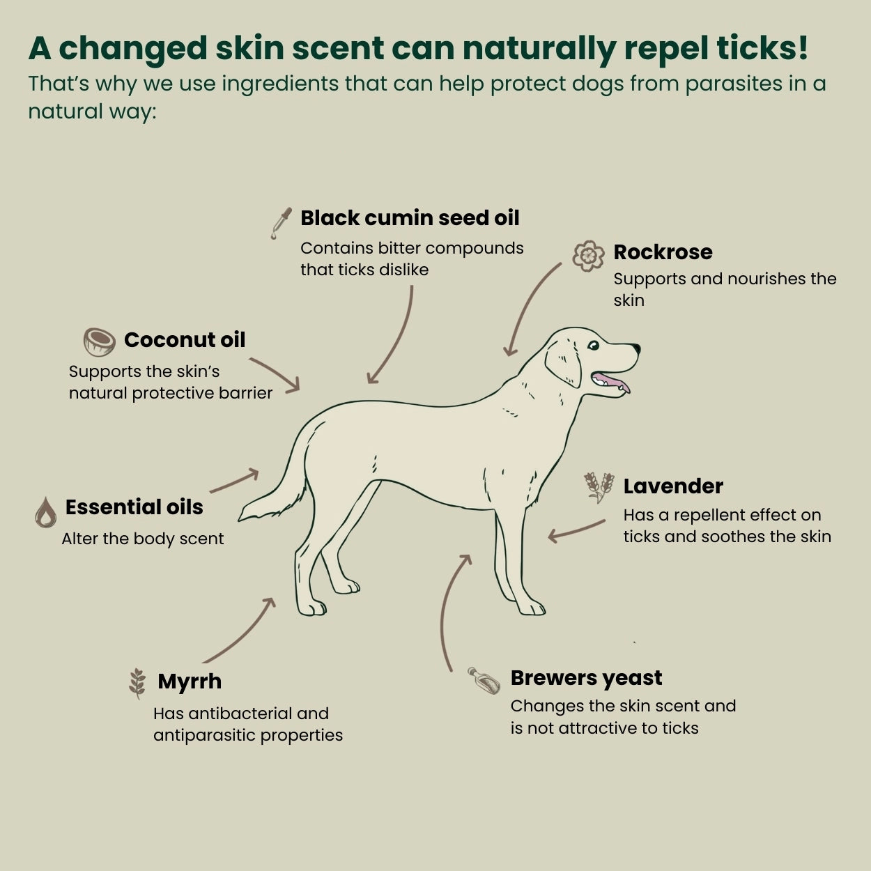 illustration of a dog with ingredients that can help to repel ticks naturally