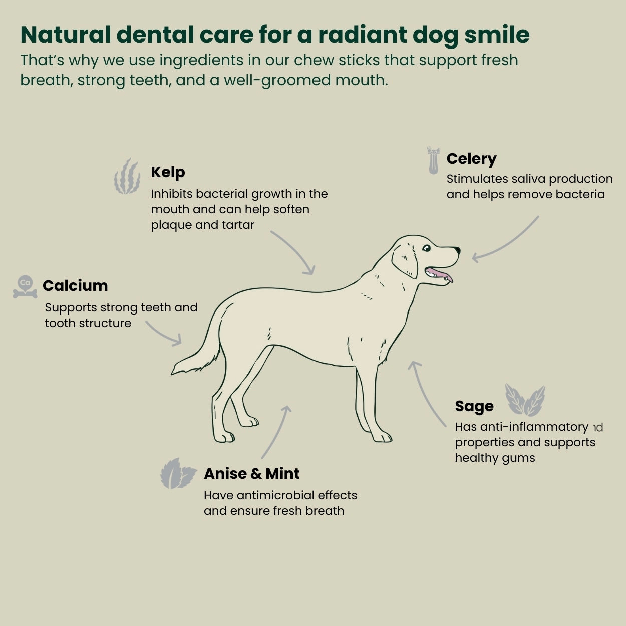An illustration with a dog and description of the ingredients kelp, celery, calcium, anise & mint, and sage